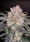 Preview: Samen 3+1 Strawberry Gorilla Automatik Fast Buds